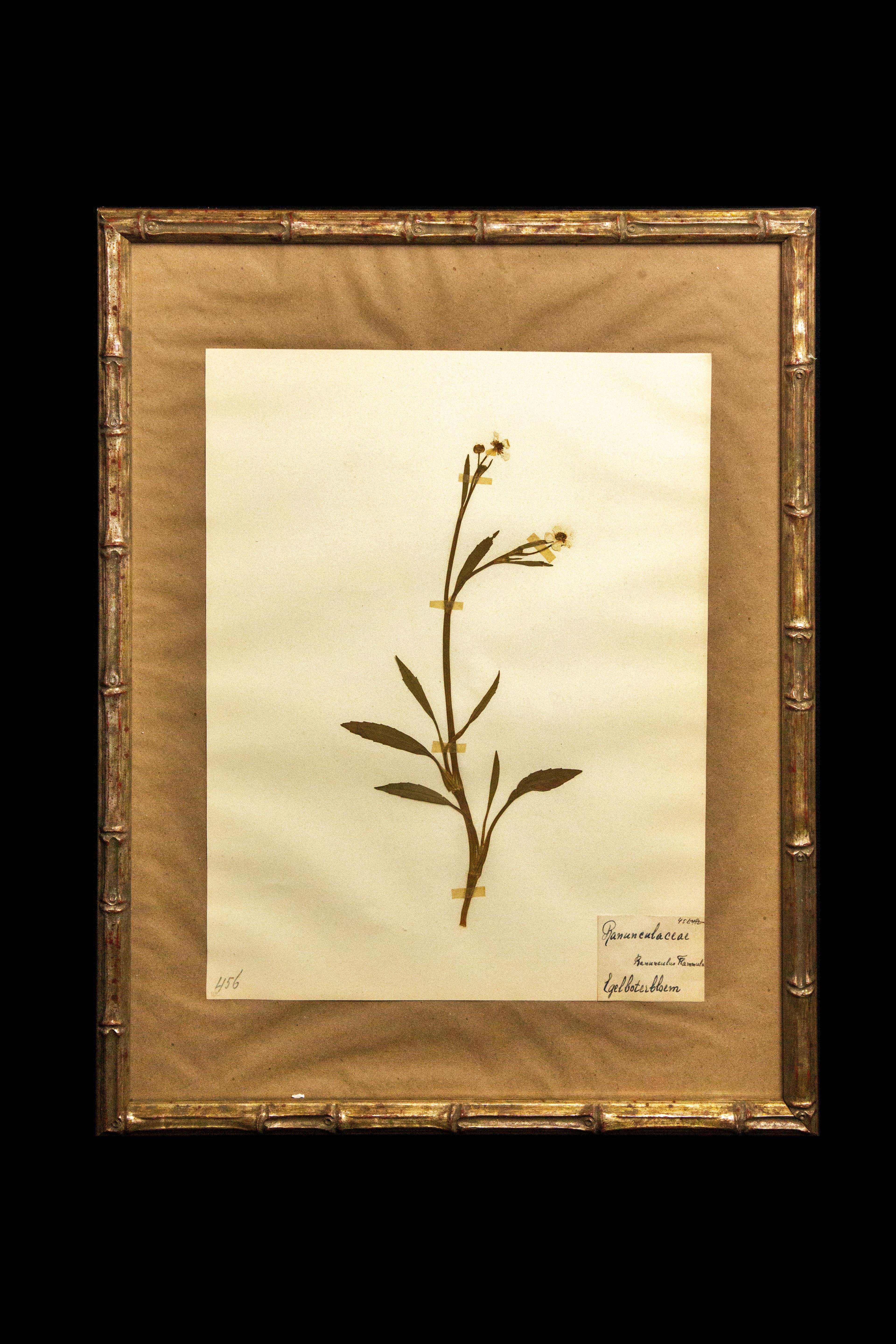 Gilt Framed Herbier Botanical Specimens from the 19th Century 3