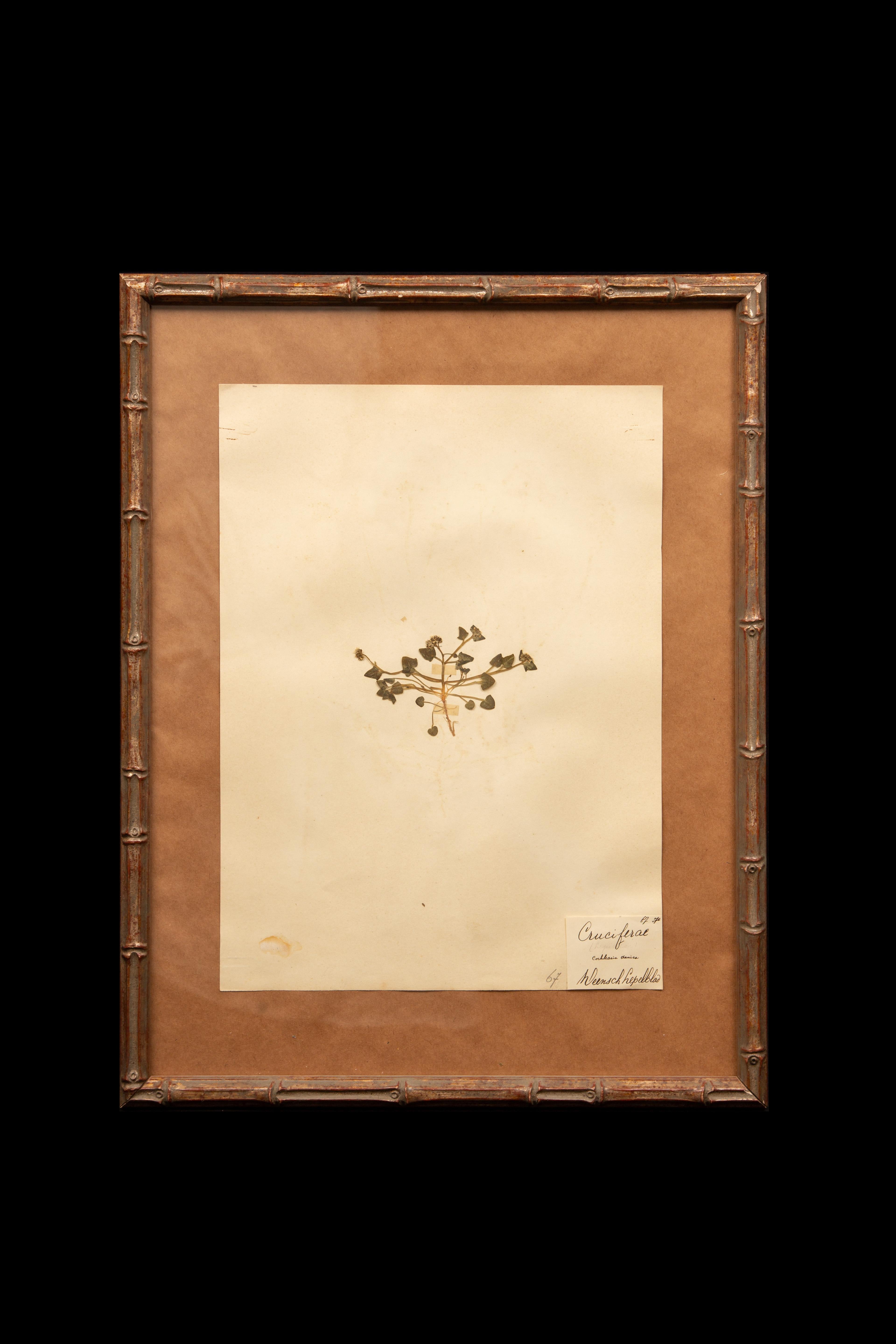 Gilt Framed Herbier Botanical Specimens from the 19th Century For Sale 2