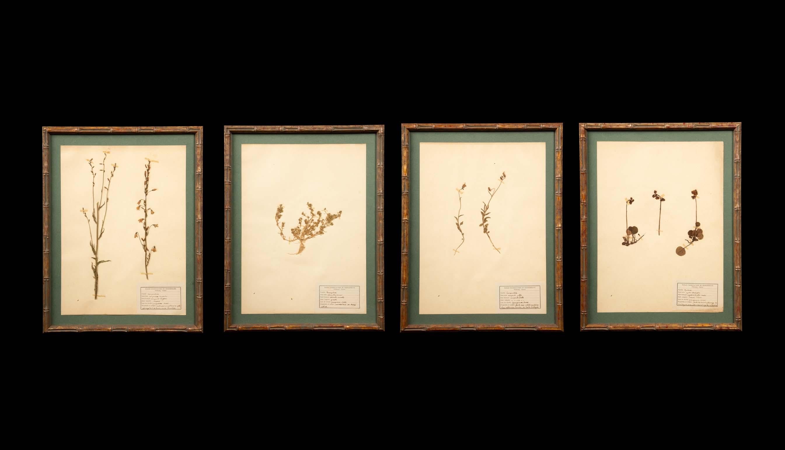 Gilt Framed Herbier Botanical Specimens from the 19th Century For Sale 1