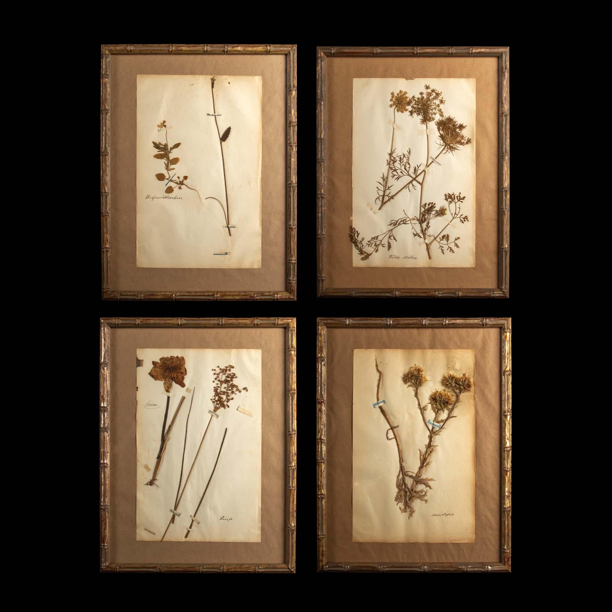 Gilt Framed Herbier Botanical Specimens from the 19th Century For Sale 1