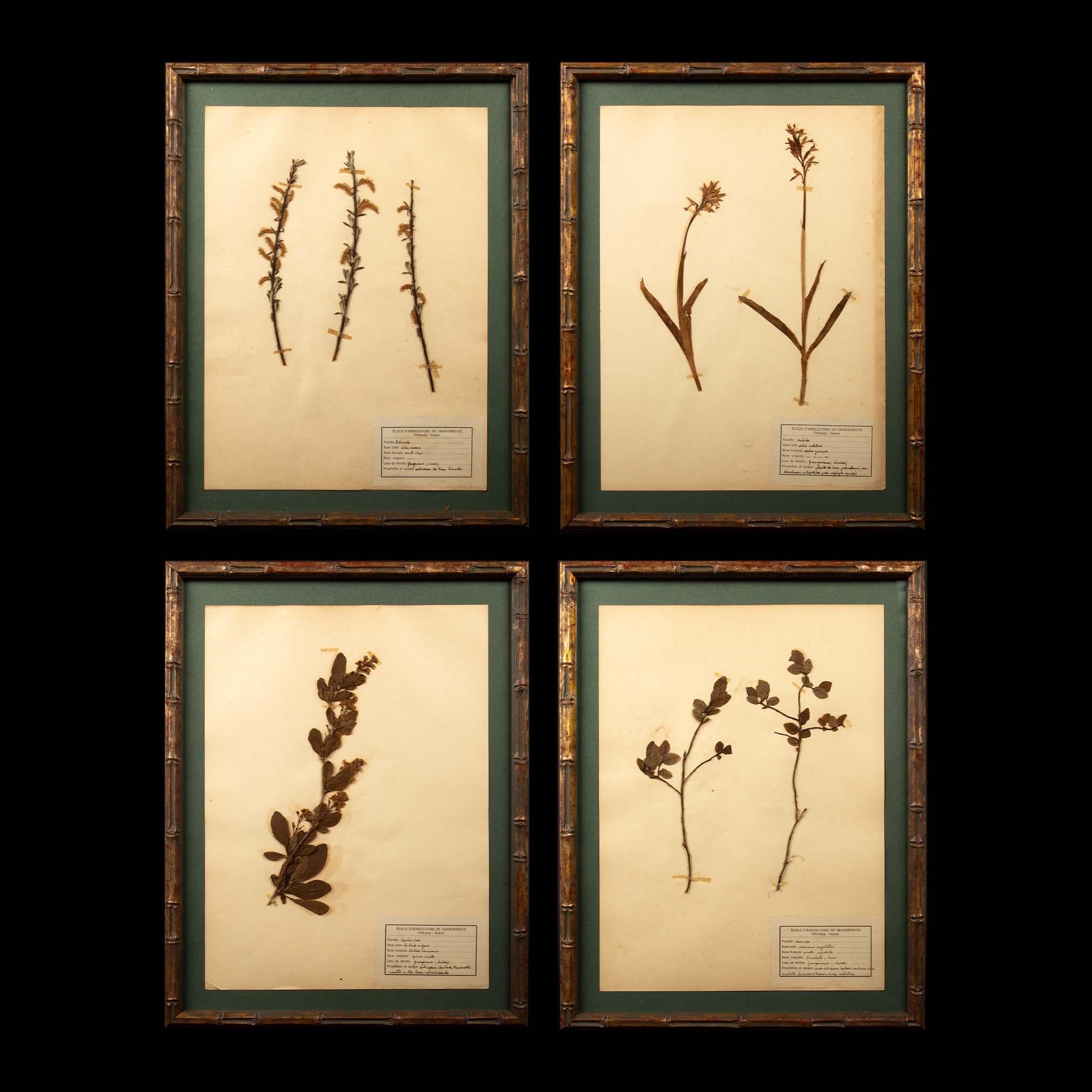 Bois Spécimens botaniques d'Herbier encadrés et dorés du 19ème siècle en vente