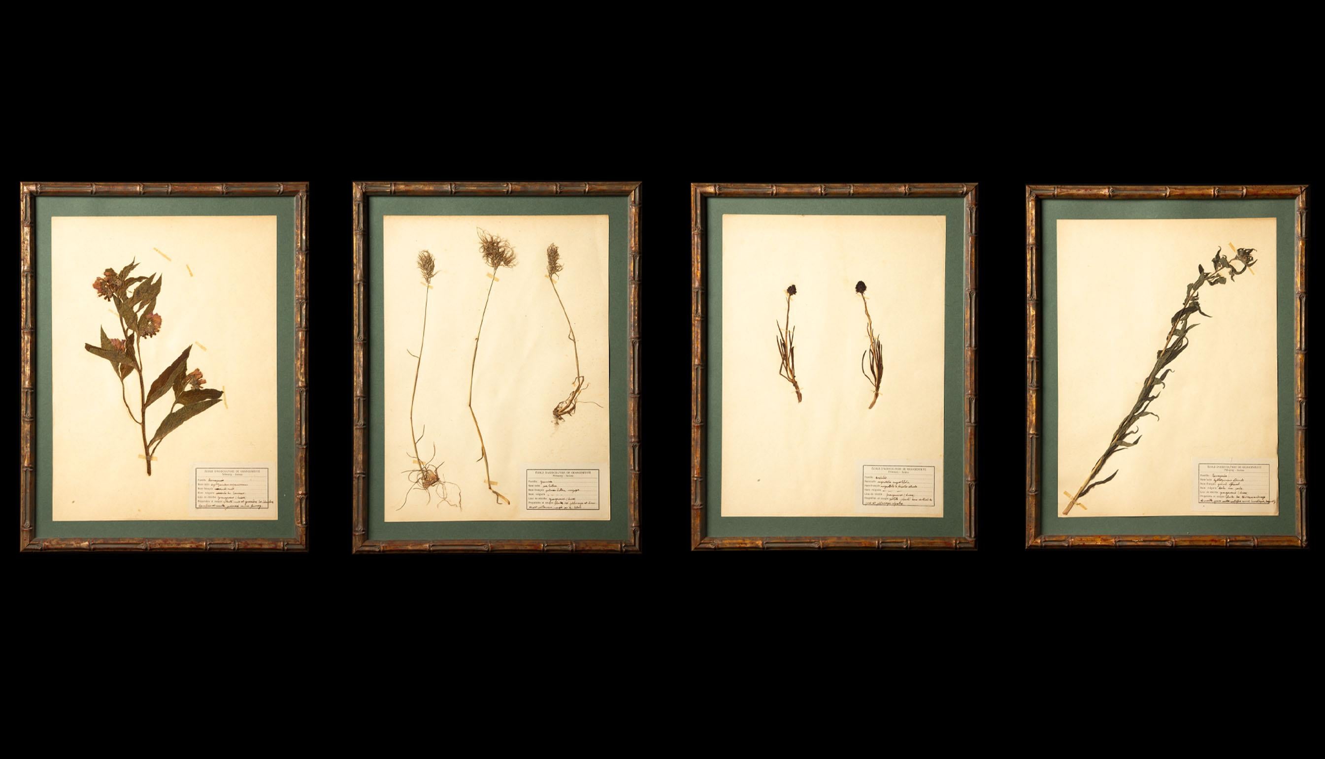 Gilt Framed Herbier Botanical Specimens from the 19th Century 1