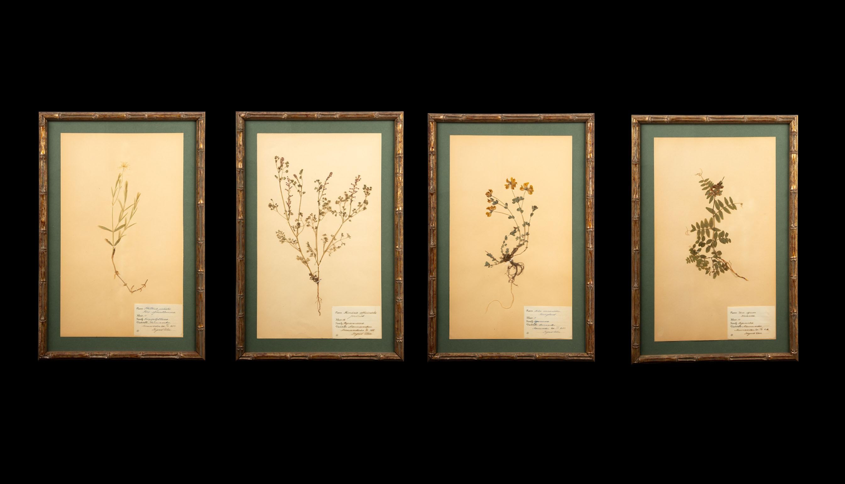Gilt Framed Herbier Botanical Specimens from the early 20th Century 1