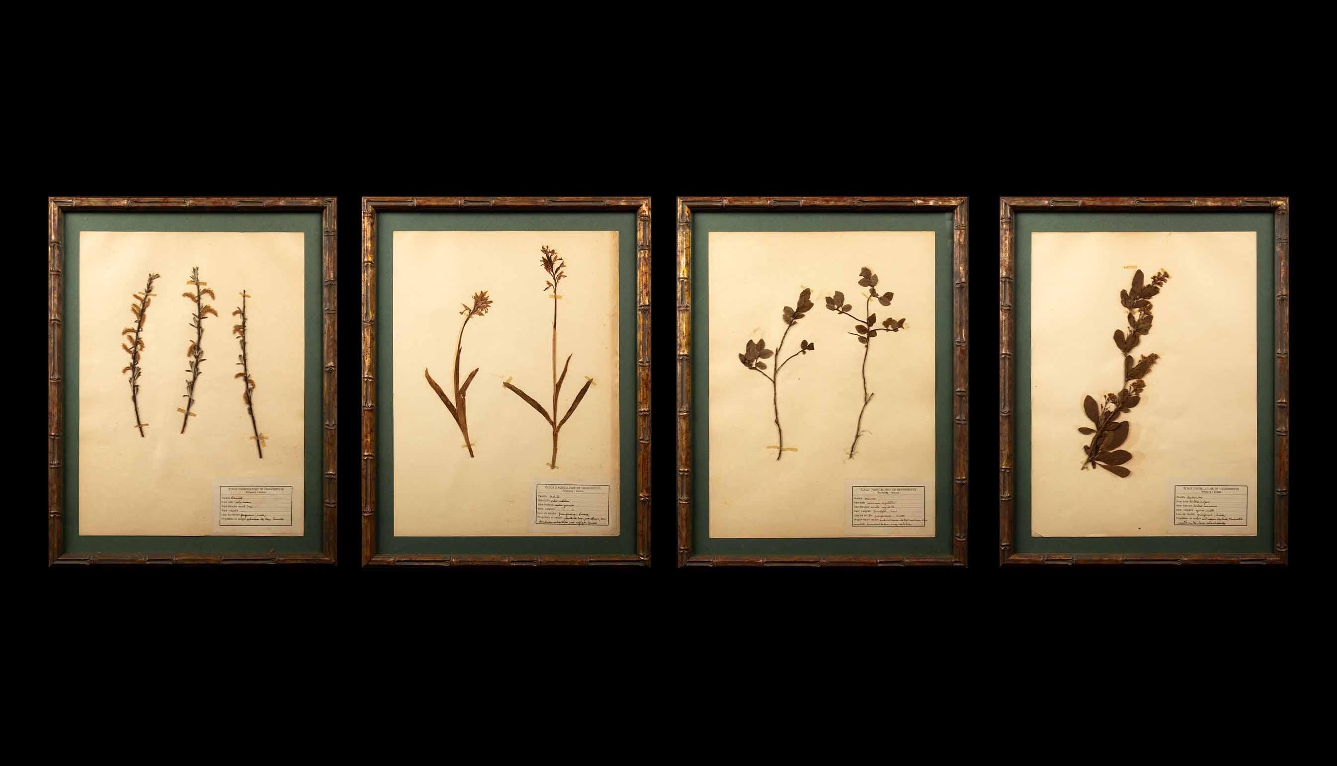 Vergoldete gerahmte botanische Herbier-Exemplare aus dem 19. Jahrhundert im Angebot 2