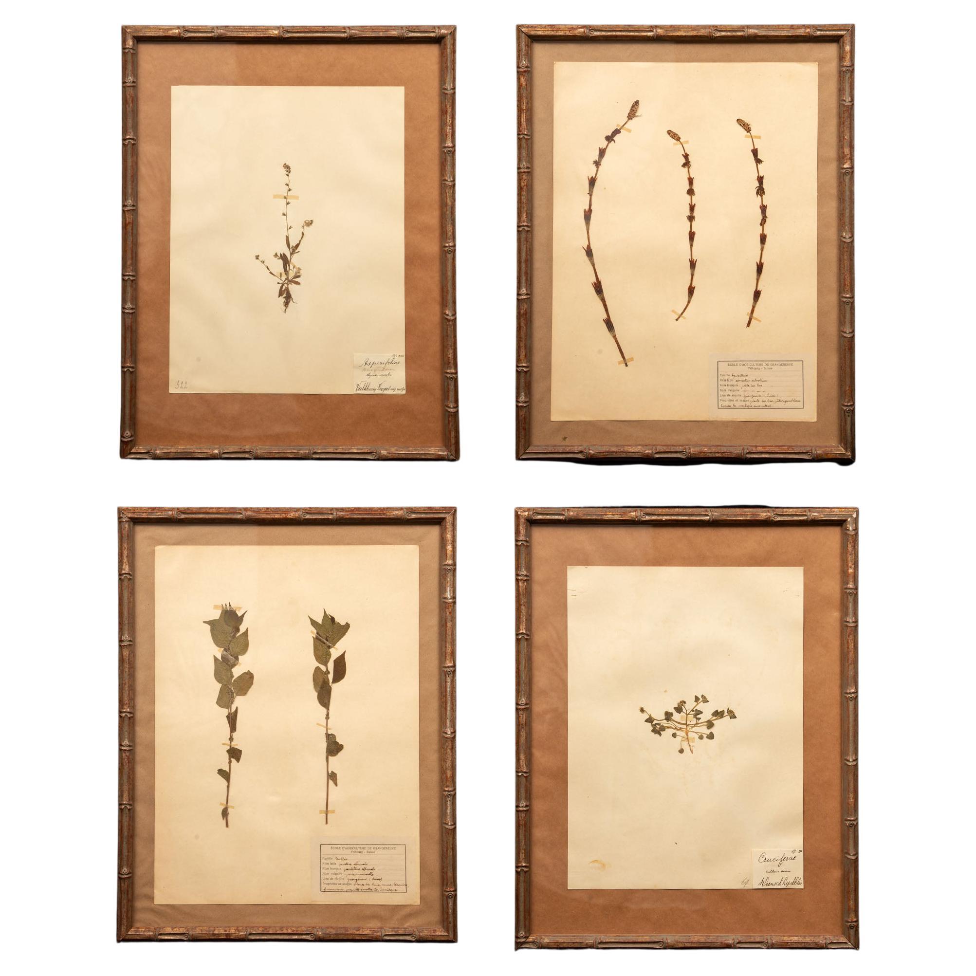 Gilt Framed Herbier Botanical Specimens from the 19th Century For Sale at  1stDibs