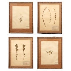 Antique Gilt Framed Herbier Botanical Specimens from the 19th Century