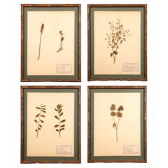 Gilt Framed Herbier Botanical Specimens from the 19th Century