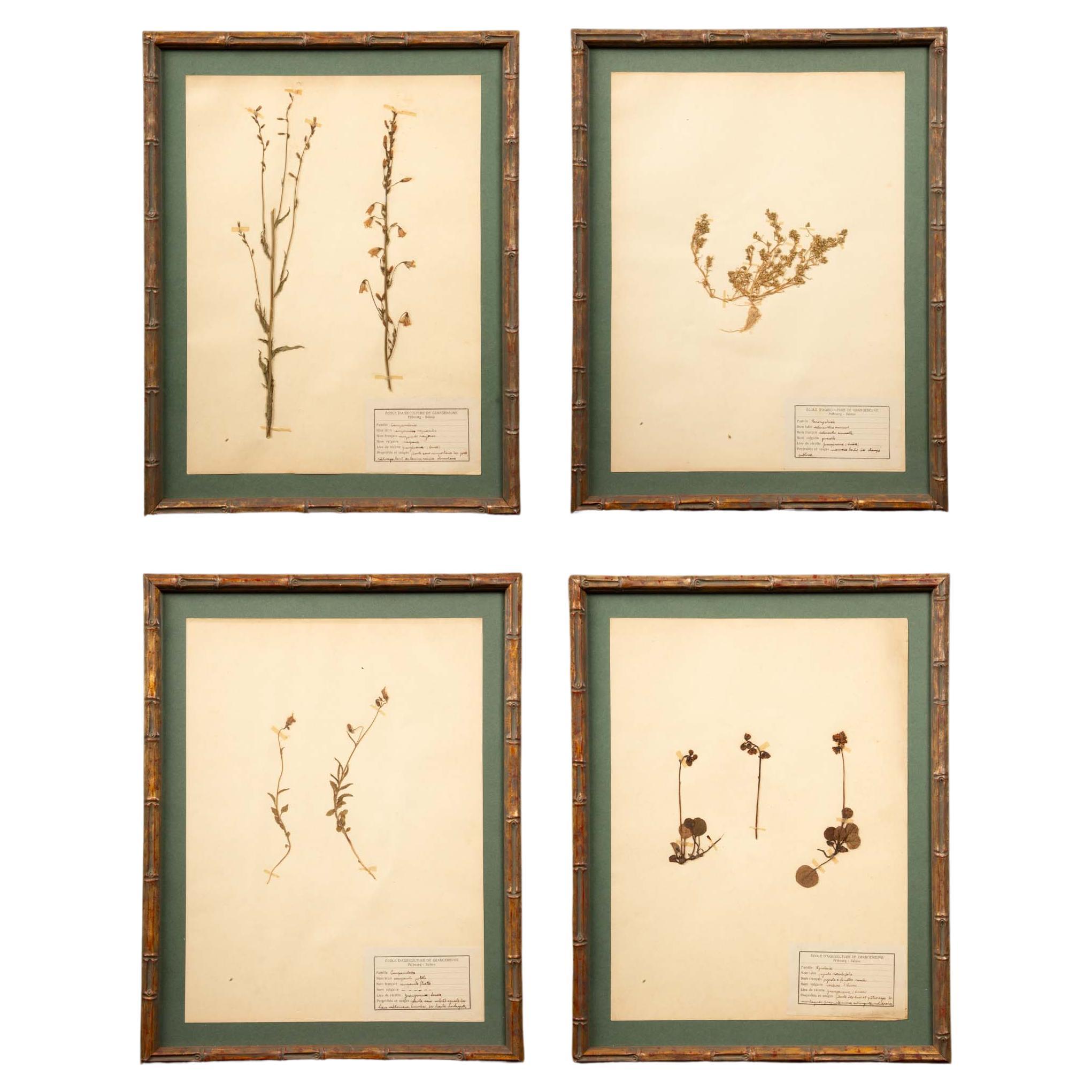 Gilt Framed Herbier Botanical Specimens from the 19th Century