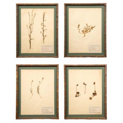 Spécimens botaniques d'Herbier encadrés et dorés du 19ème siècle