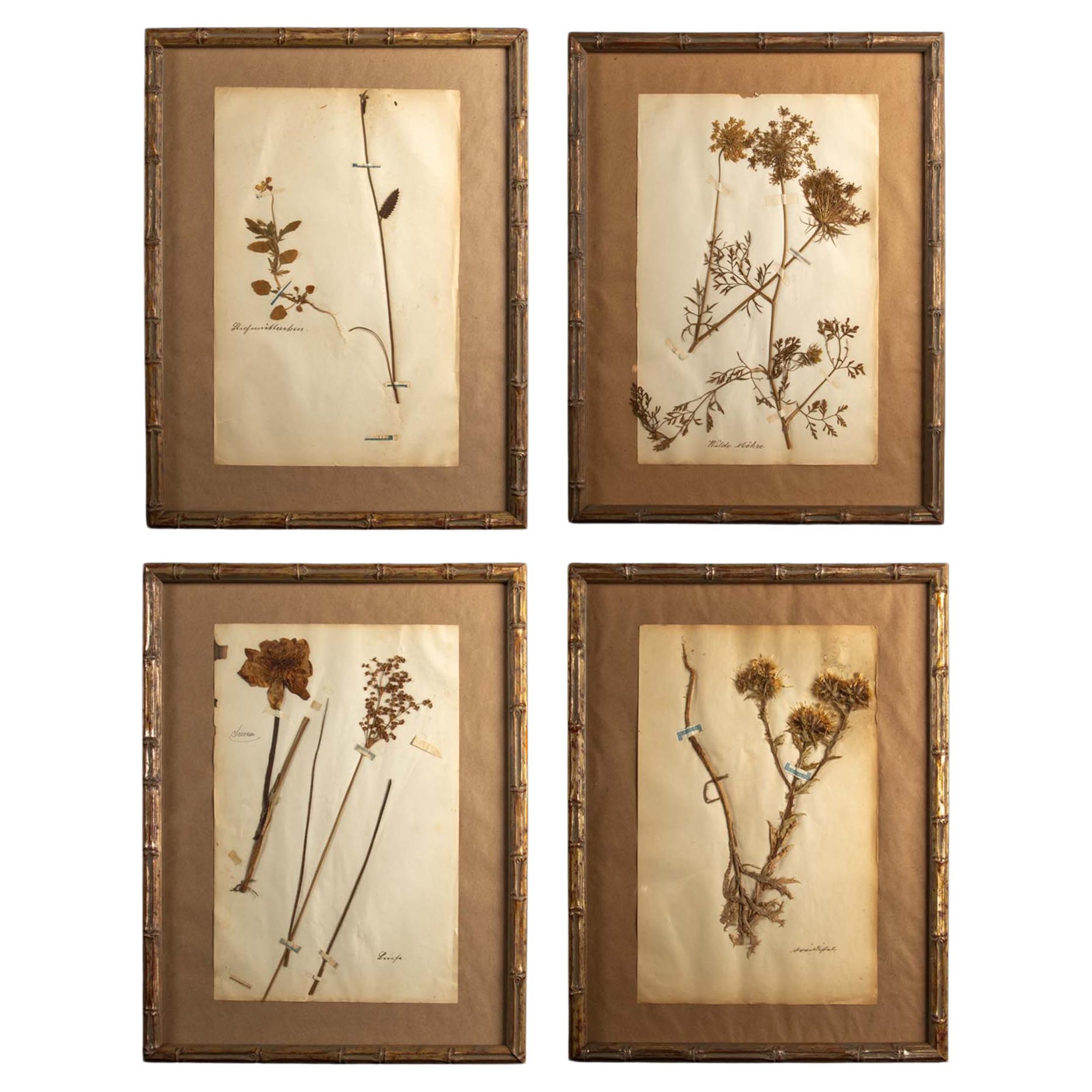 Gilt Framed Herbier Botanical Specimens from the 19th Century For Sale