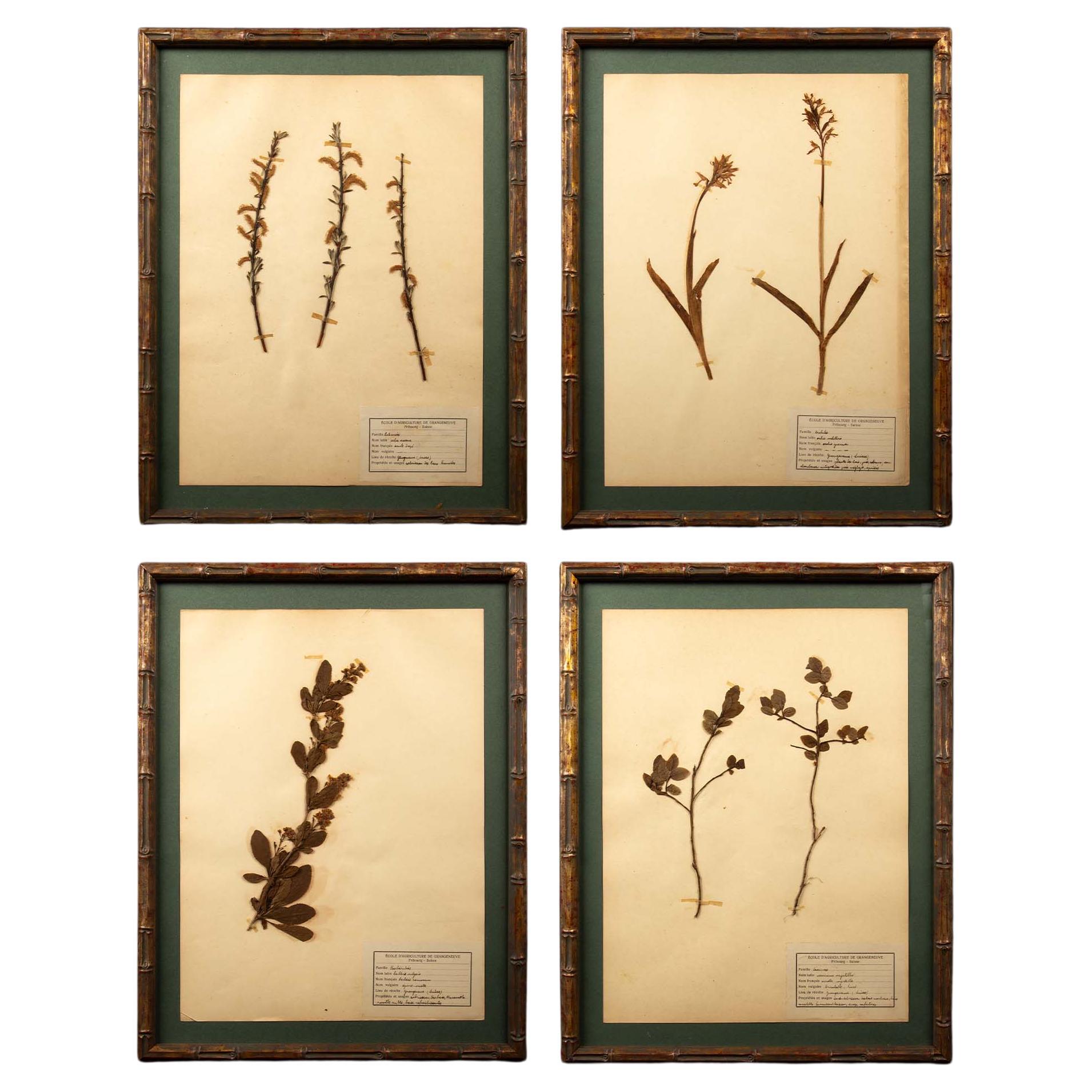 Vergoldete gerahmte botanische Herbier-Exemplare aus dem 19. Jahrhundert