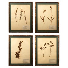 Antique Gilt Framed Herbier Botanical Specimens from the 19th Century