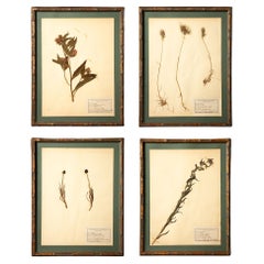 Antique Gilt Framed Herbier Botanical Specimens from the 19th Century