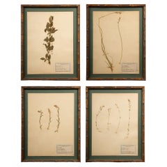 Gilt Framed Herbier Botanical Specimens from the 19th Century