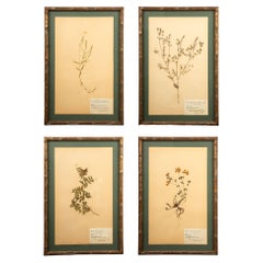Gilt Framed Herbier Botanical Specimens from the early 20th Century