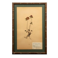 Gilt Framed Herbier Botanical Specimens from the early 20th Century