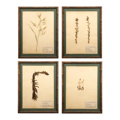 Gilt Framed Herbier Botanical Specimens from the early 20th Century