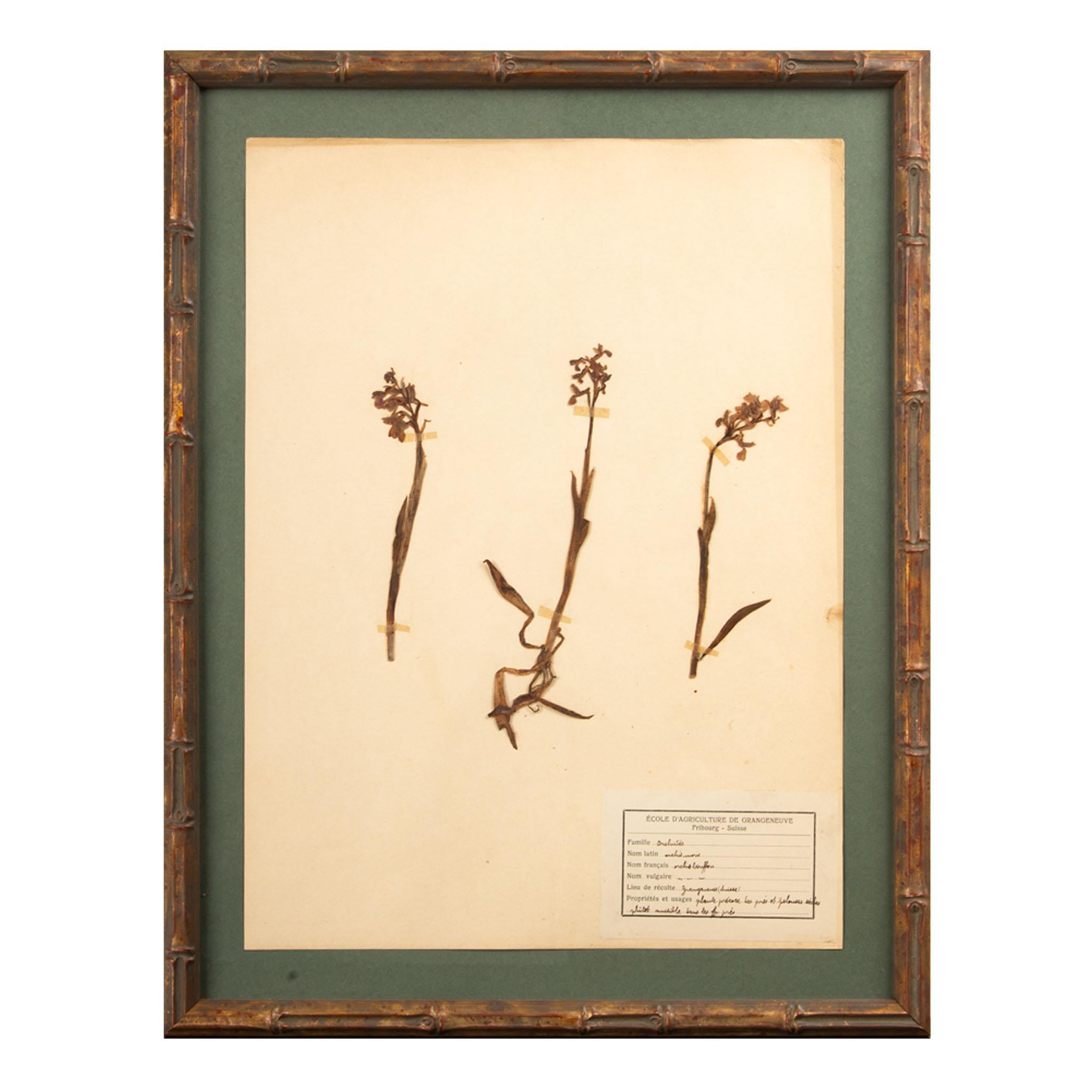Framed and Pressed 19th century 