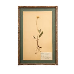 Gilt Framed Herbier Botanical Specimens from the early 20th Century