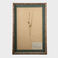 Vergoldete gerahmte botanische Herbier-Exemplare aus dem frühen 20. Jahrhundert