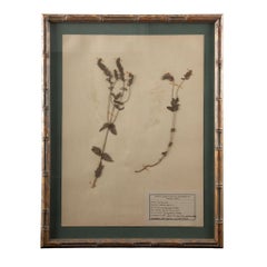 Gilt Framed Herbier Botanical Specimens from the early 20th Century