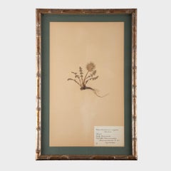 Gilt Framed Herbier Botanical Specimens from the early 20th Century