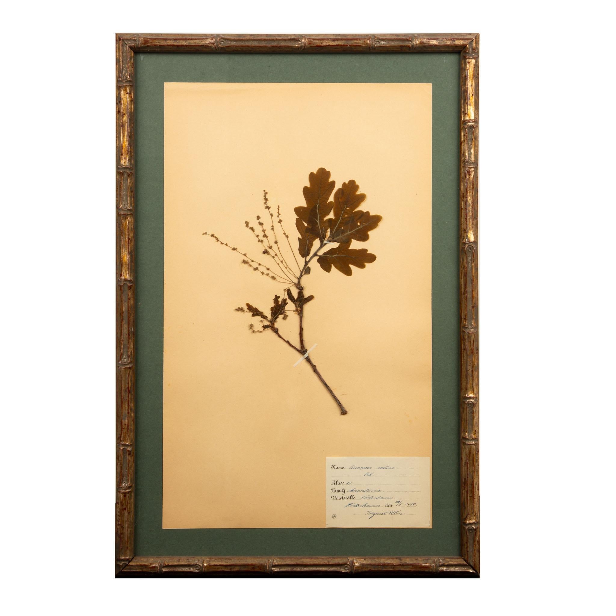 Napoleon III Gilt Framed Herbier Botanical Specimens from the early 20th Century