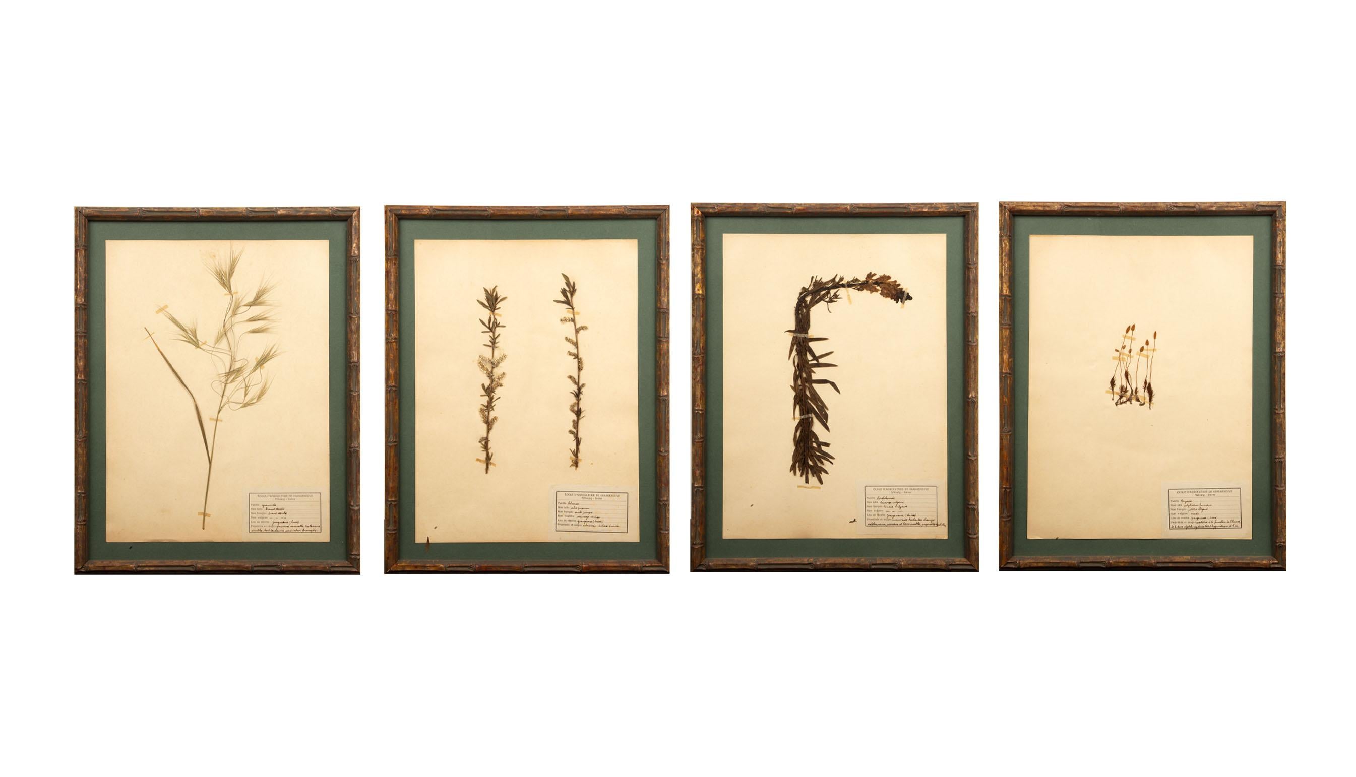 Napoleon III Gilt Framed Herbier Botanical Specimens from the early 20th Century