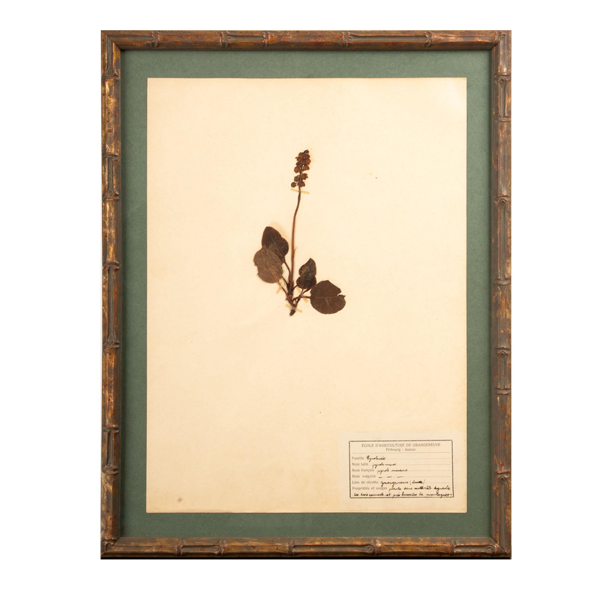 Napoleon III Gilt Framed Herbier Botanical Specimens from the early 20th Century For Sale