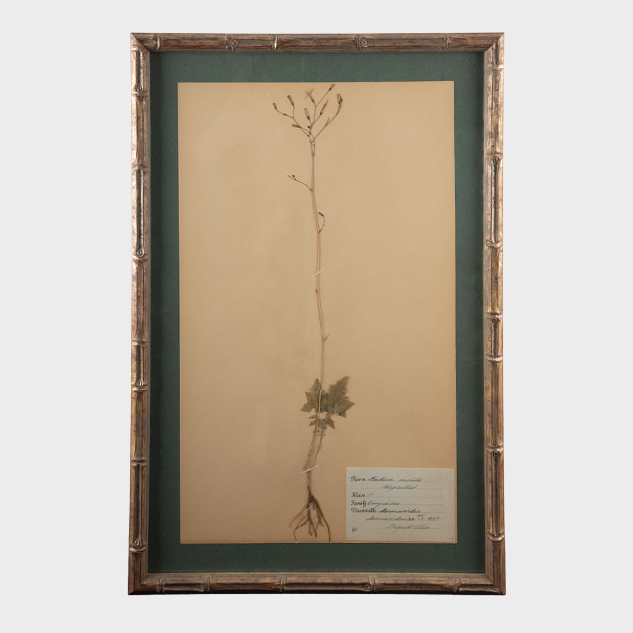 Napoléon III Spécimens botaniques Herbier encadrés et dorés du début du 20e siècle en vente