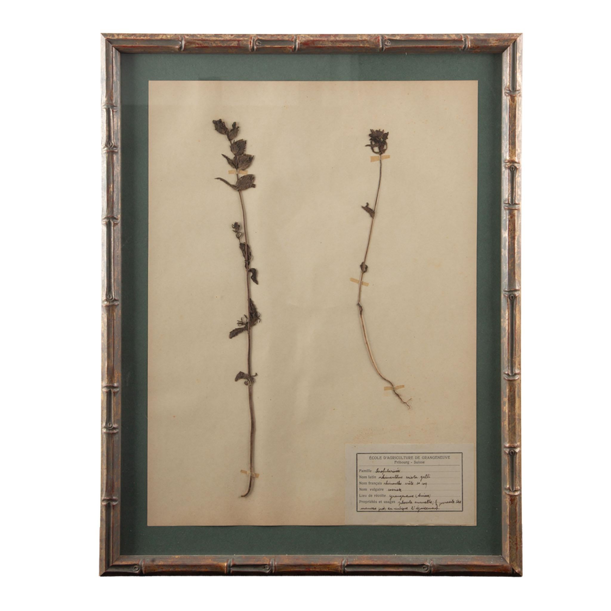 Gilt Framed Herbier Botanical Specimens from the early 20th Century (Napoleon III.) im Angebot