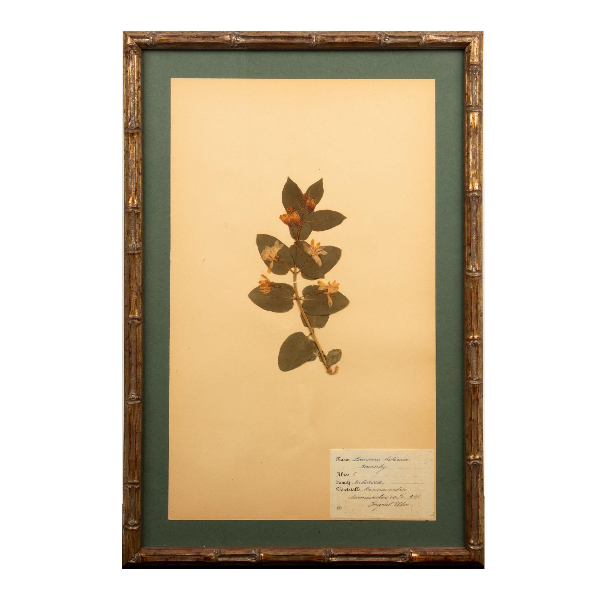 French Gilt Framed Herbier Botanical Specimens from the early 20th Century
