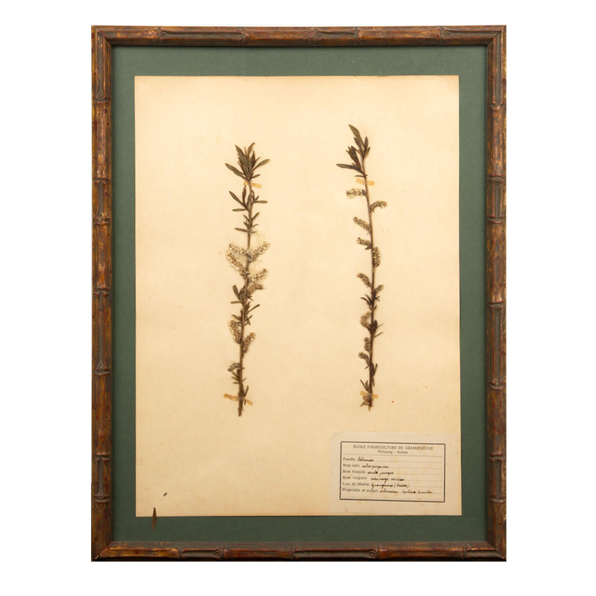 French Gilt Framed Herbier Botanical Specimens from the early 20th Century
