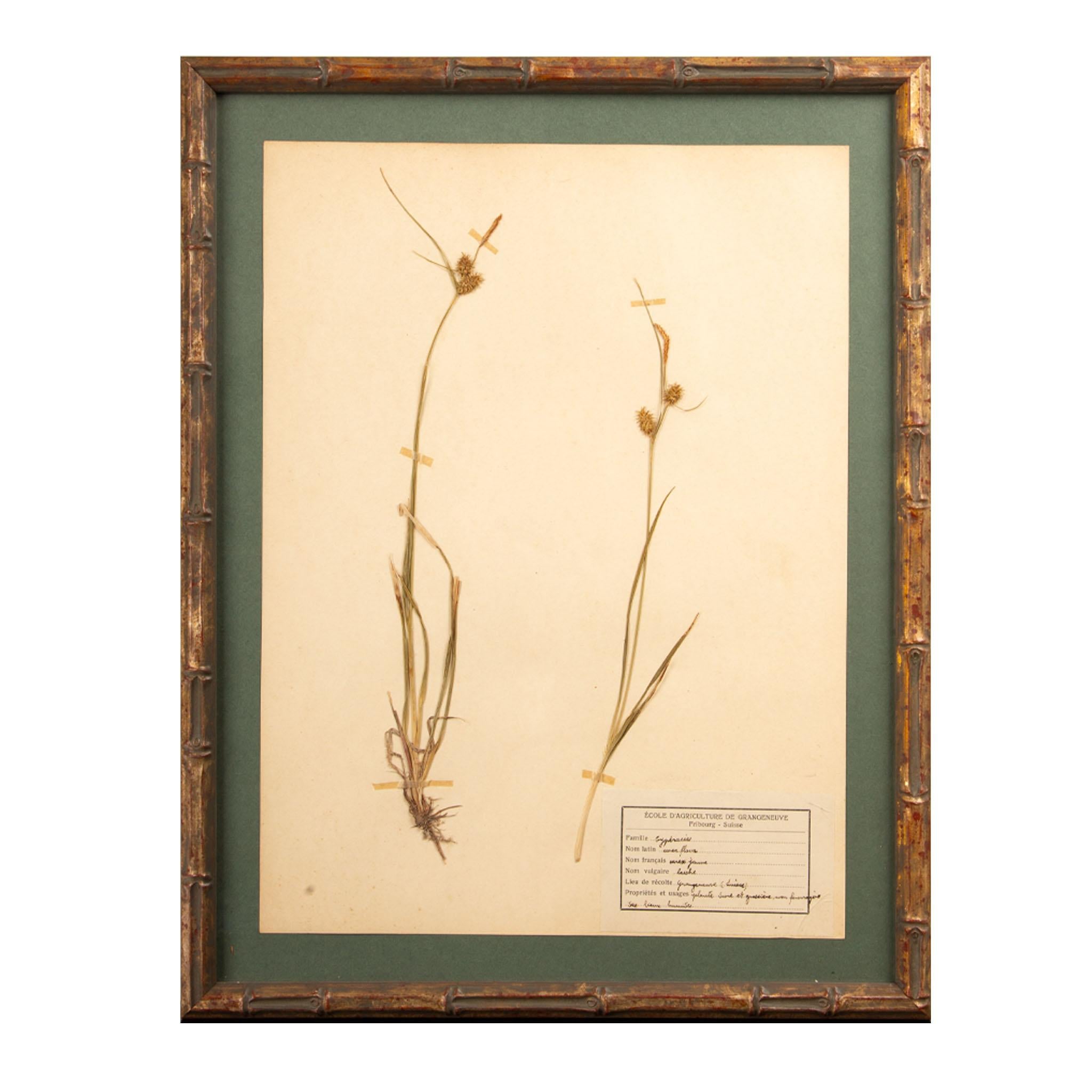 French Gilt Framed Herbier Botanical Specimens from the early 20th Century For Sale