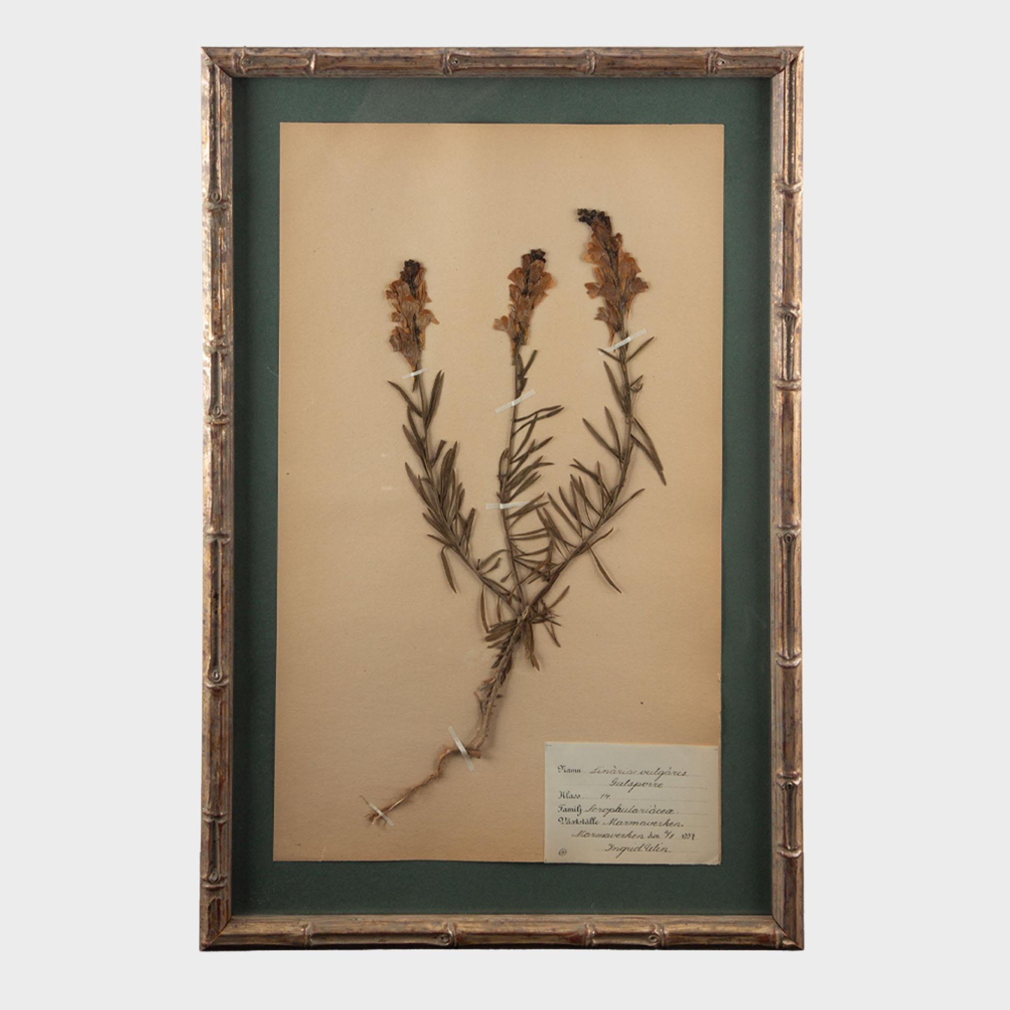 Français Spécimens botaniques Herbier encadrés et dorés du début du 20e siècle en vente