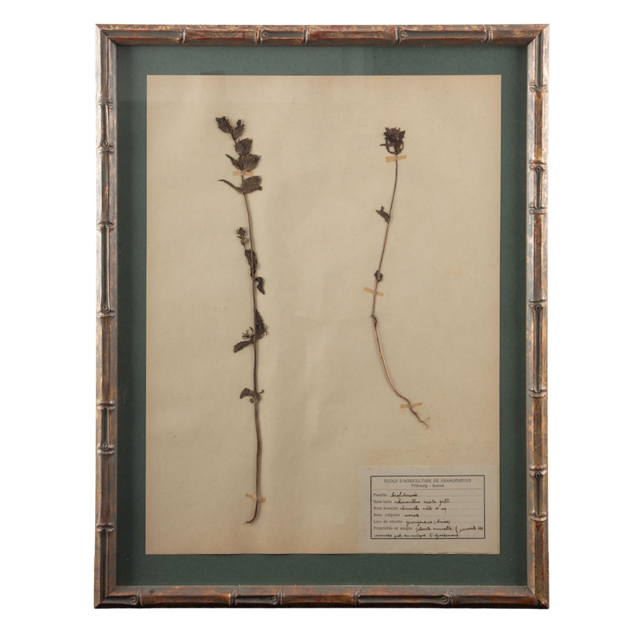 Gilt Framed Herbier Botanical Specimens from the early 20th Century (Französisch) im Angebot