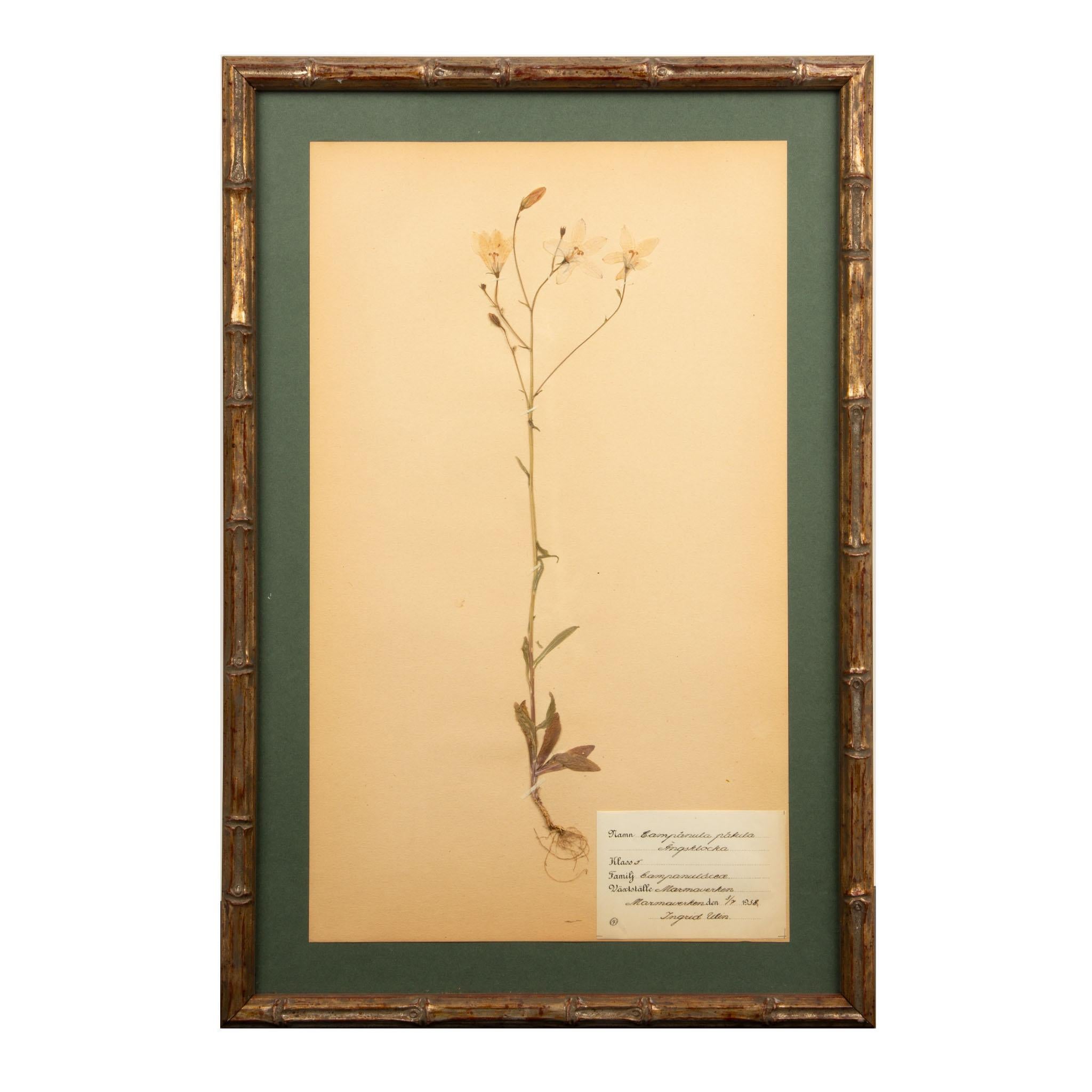 Gilt Framed Herbier Botanical Specimens from the early 20th Century In Excellent Condition In New York, NY