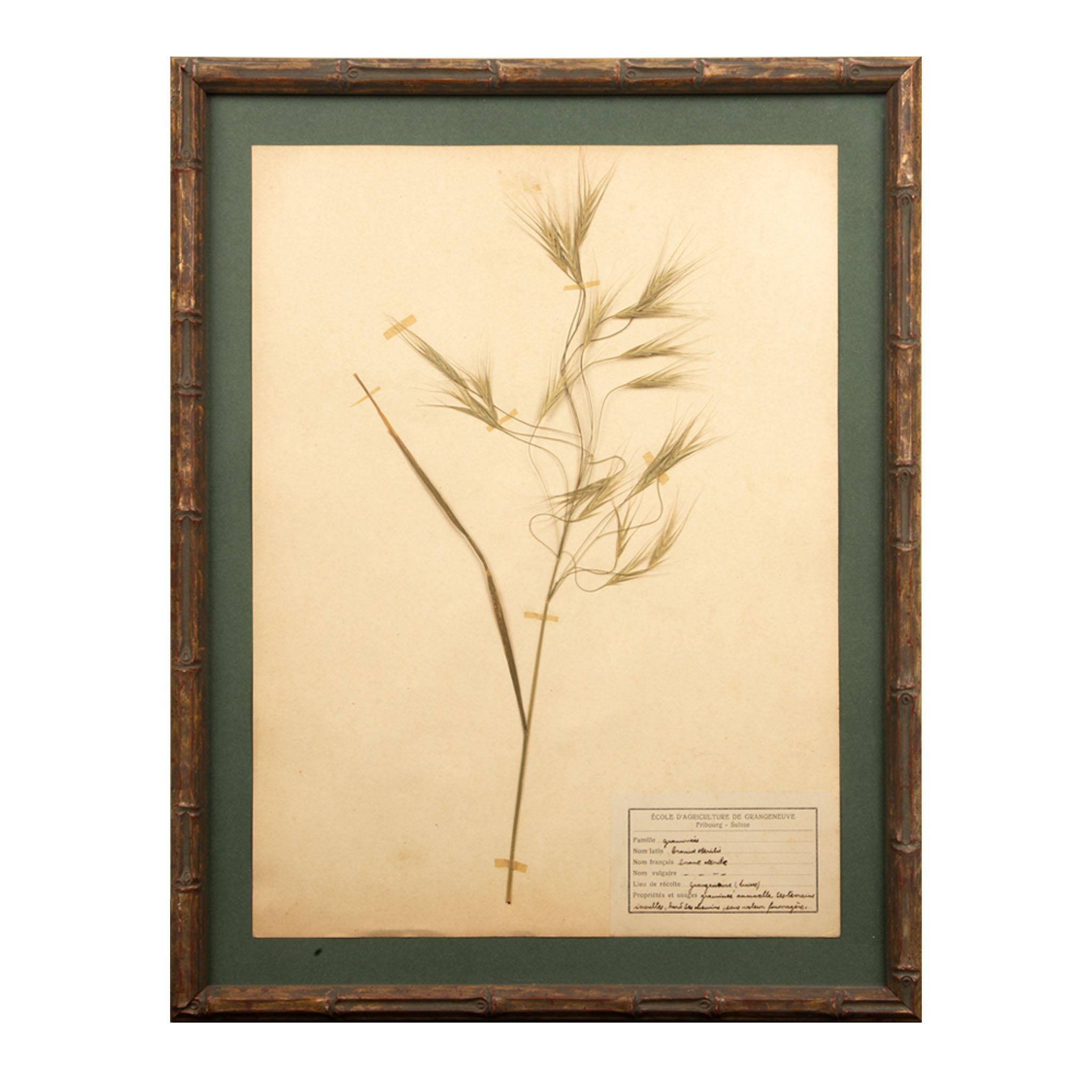 Gilt Framed Herbier Botanical Specimens from the early 20th Century In Excellent Condition In New York, NY