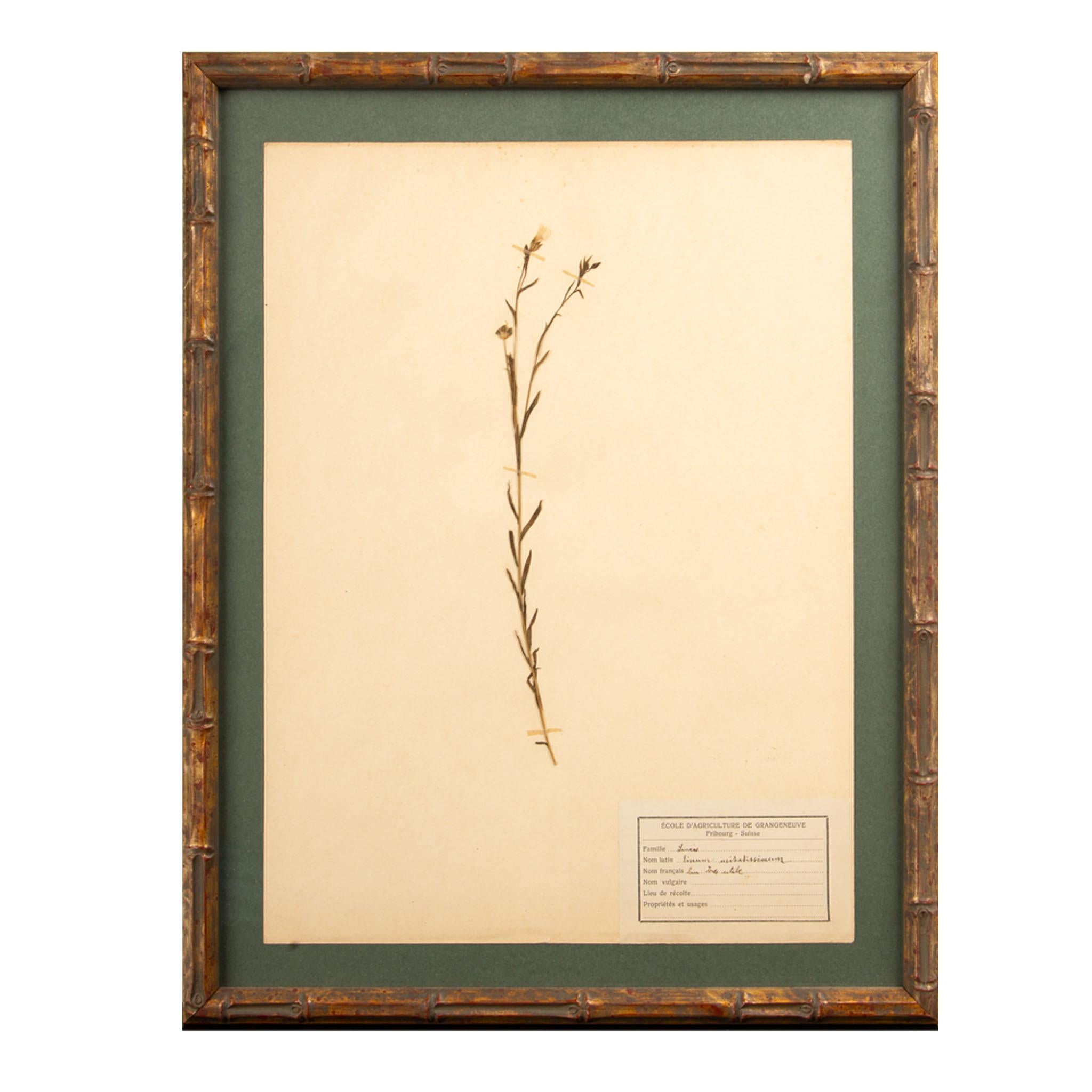 Gilt Framed Herbier Botanical Specimens from the early 20th Century In Excellent Condition For Sale In New York, NY