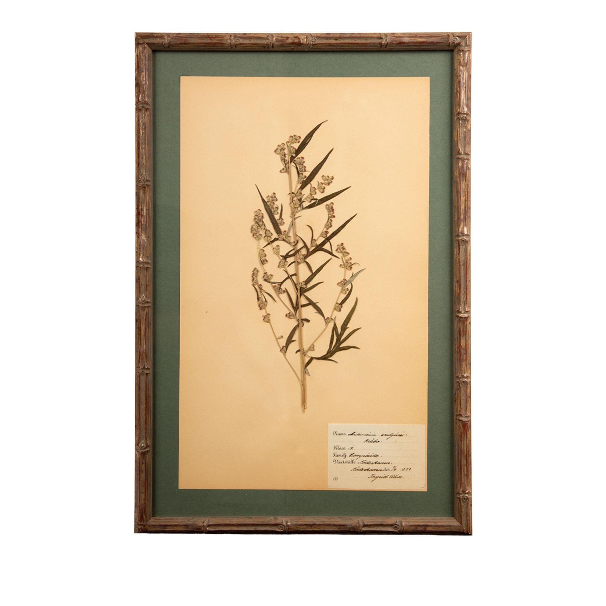Gilt Framed Herbier Botanical Specimens from the early 20th Century In Excellent Condition For Sale In New York, NY
