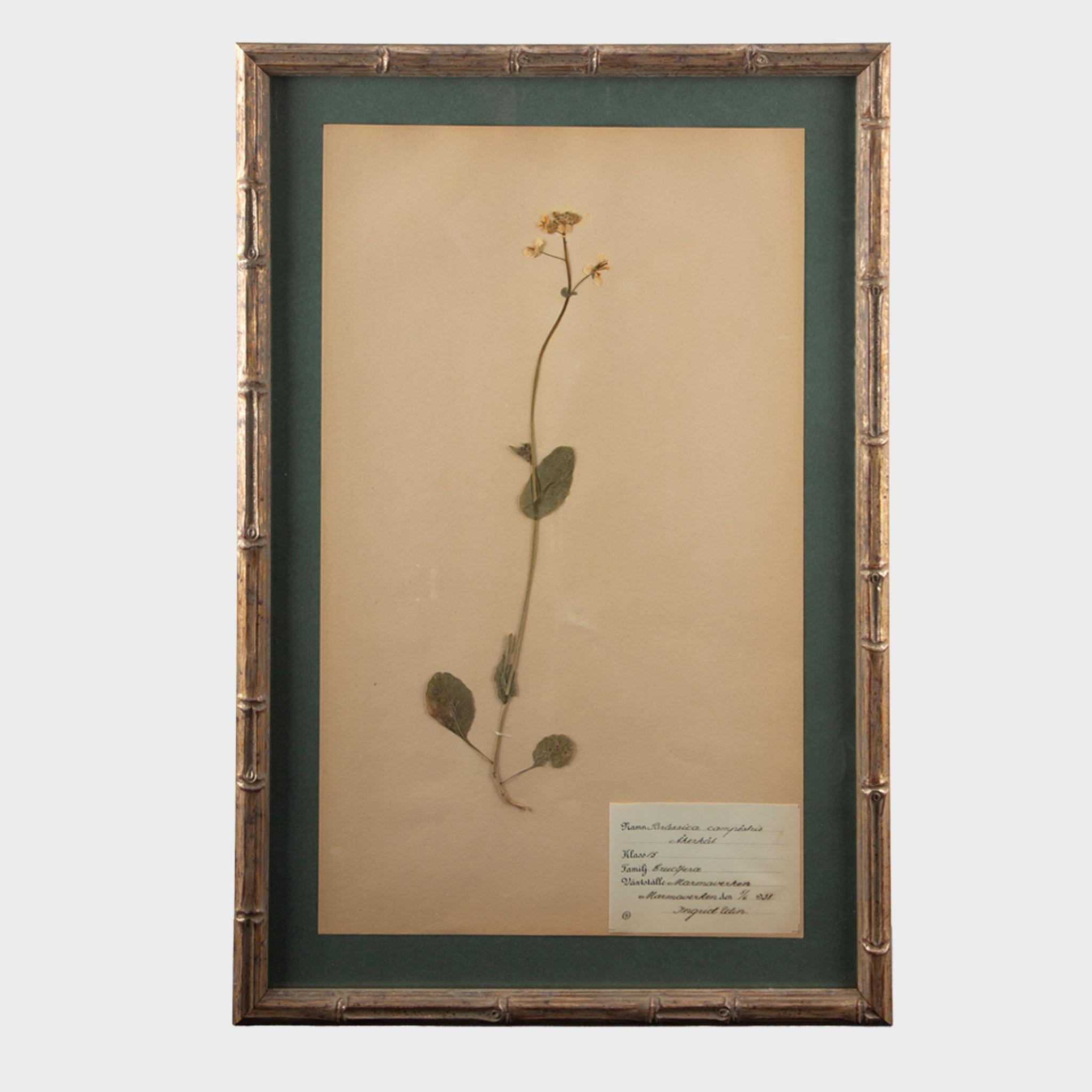 Spécimens botaniques Herbier encadrés et dorés du début du 20e siècle Excellent état - En vente à New York, NY