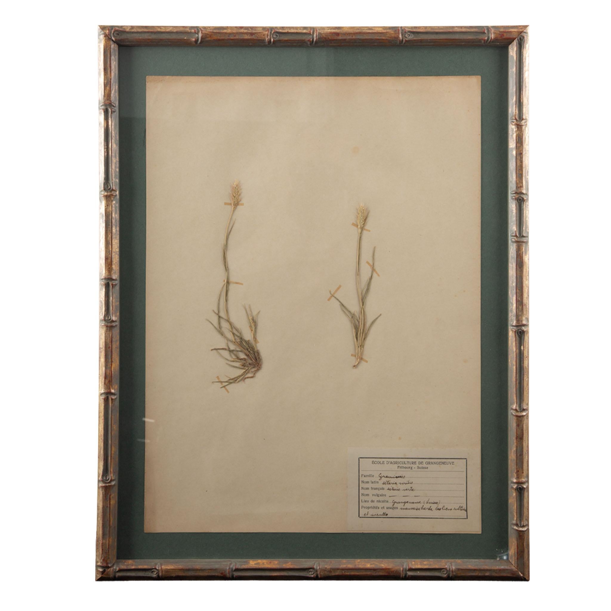 Gilt Framed Herbier Botanical Specimens from the early 20th Century im Zustand „Hervorragend“ im Angebot in New York, NY