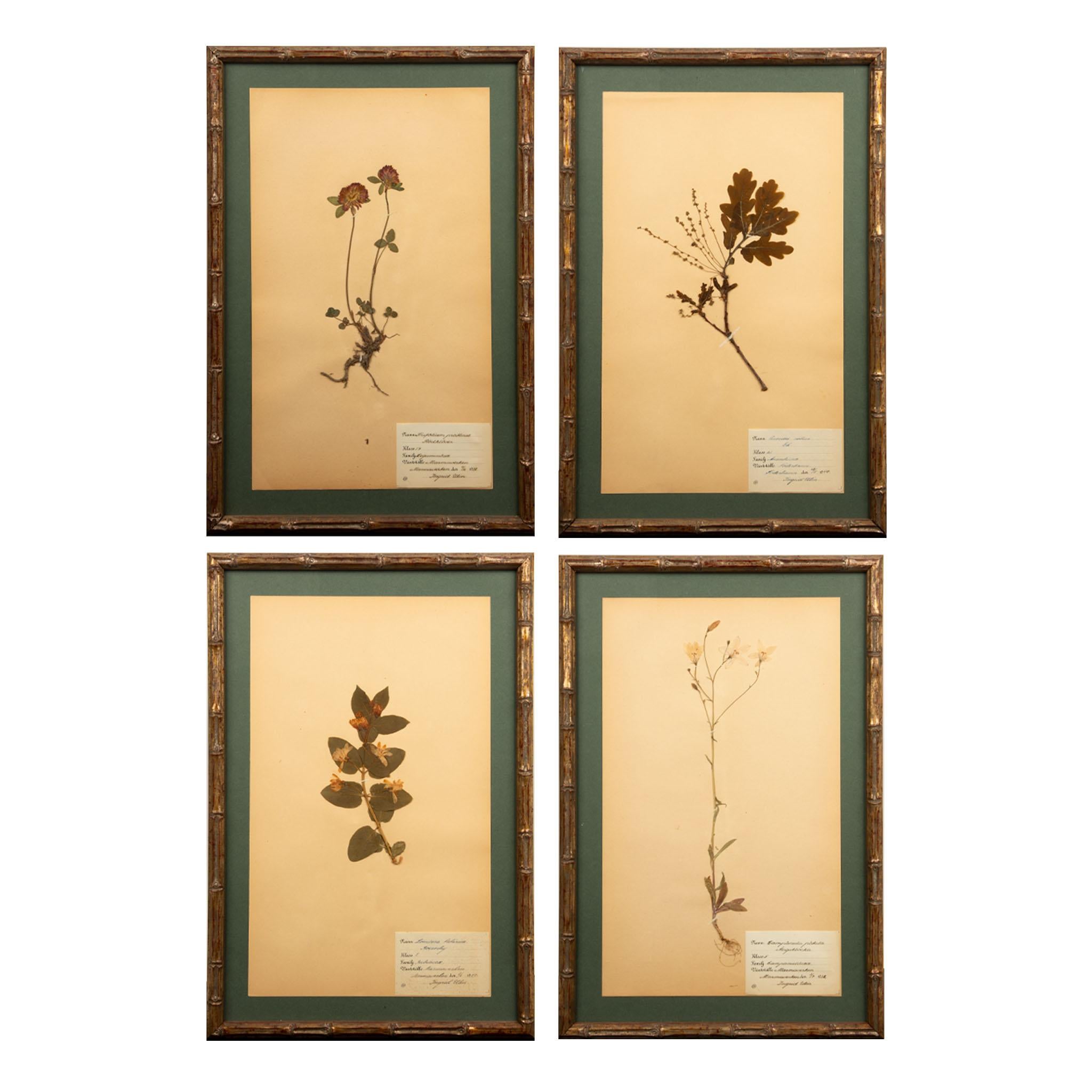 Wood Gilt Framed Herbier Botanical Specimens from the early 20th Century