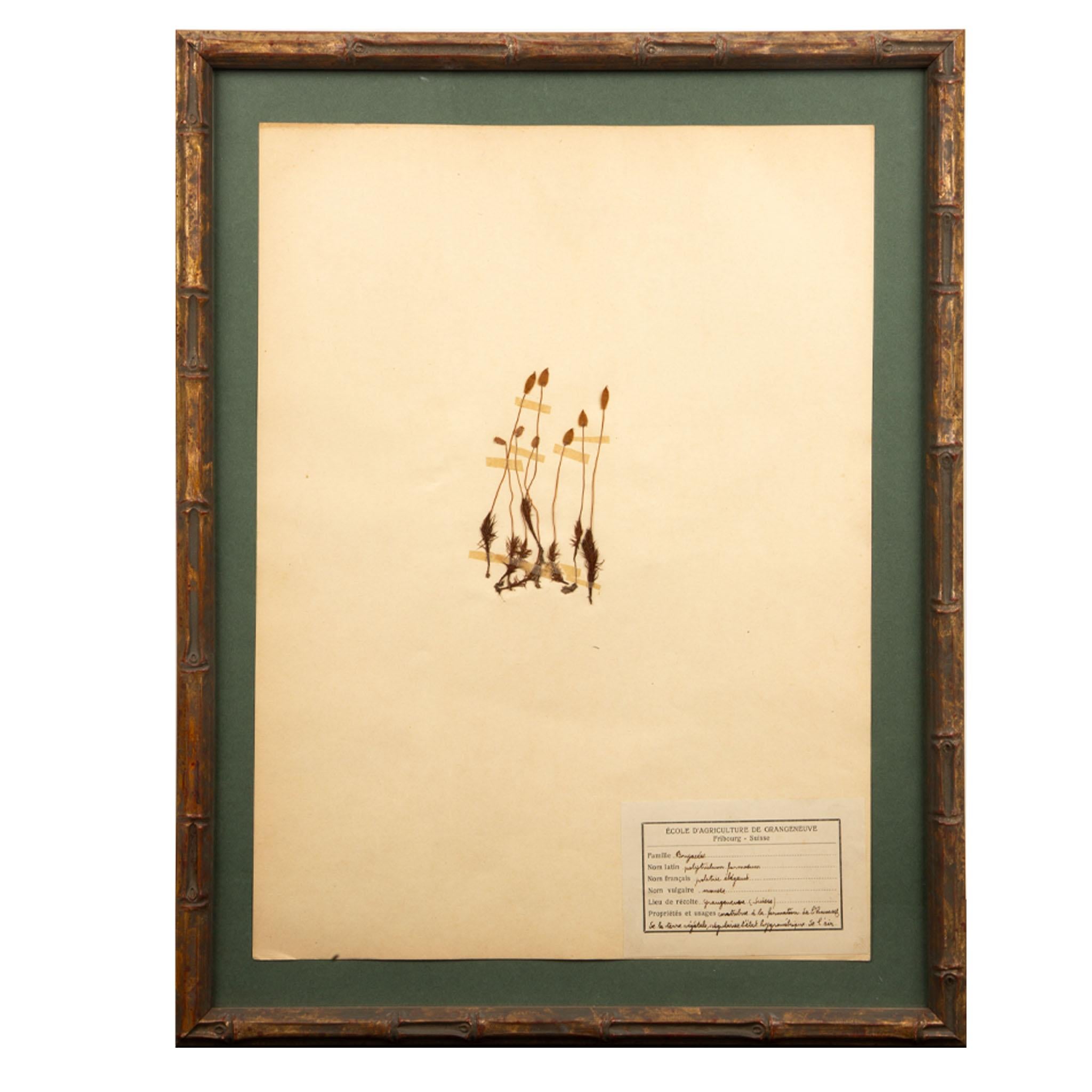 Wood Gilt Framed Herbier Botanical Specimens from the early 20th Century