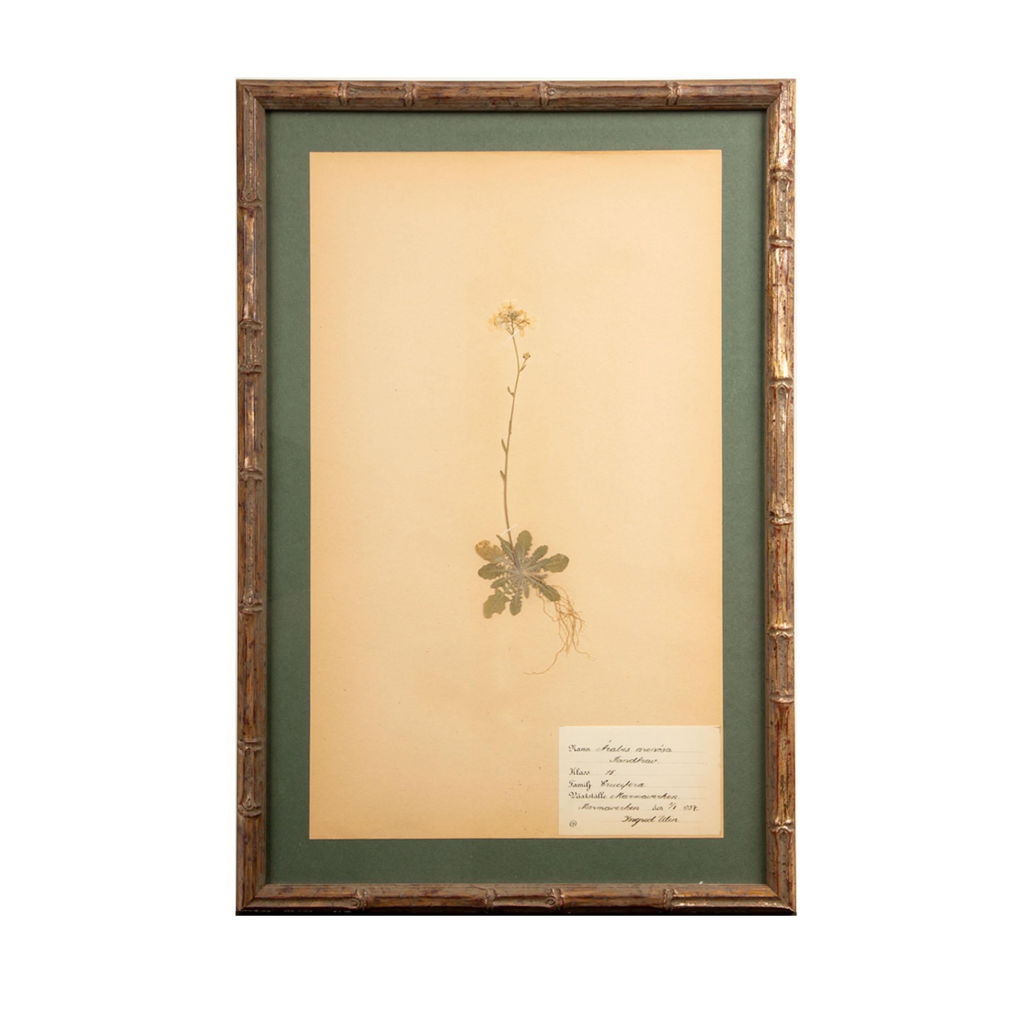 Wood Gilt Framed Herbier Botanical Specimens from the early 20th Century For Sale