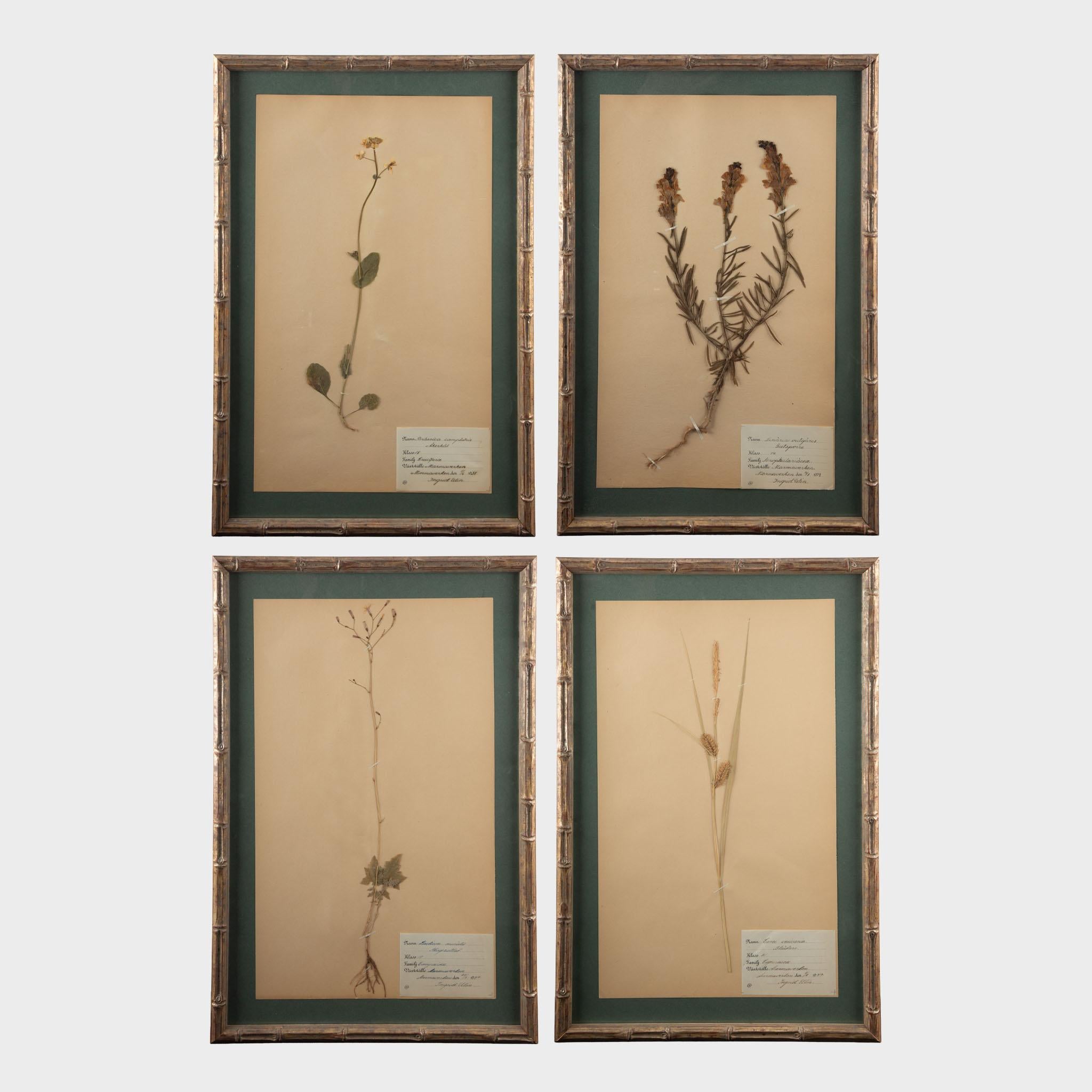 20ième siècle Spécimens botaniques Herbier encadrés et dorés du début du 20e siècle en vente