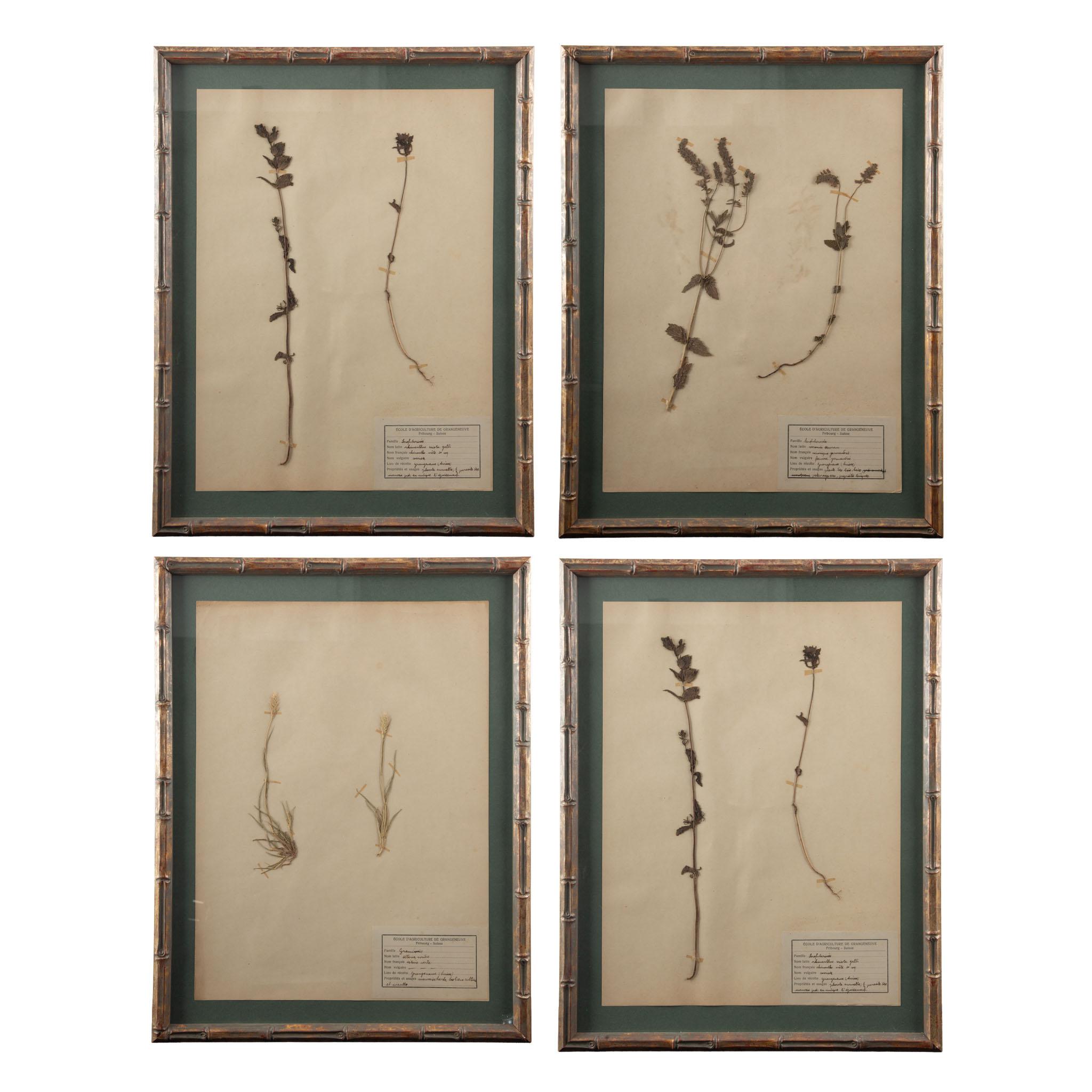 Gilt Framed Herbier Botanical Specimens from the early 20th Century (20. Jahrhundert) im Angebot