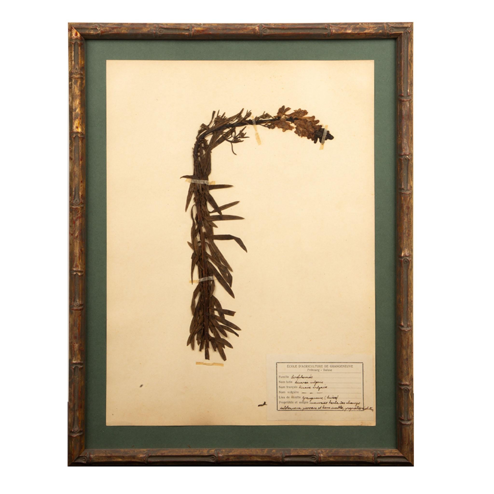 Gilt Framed Herbier Botanical Specimens from the early 20th Century 1