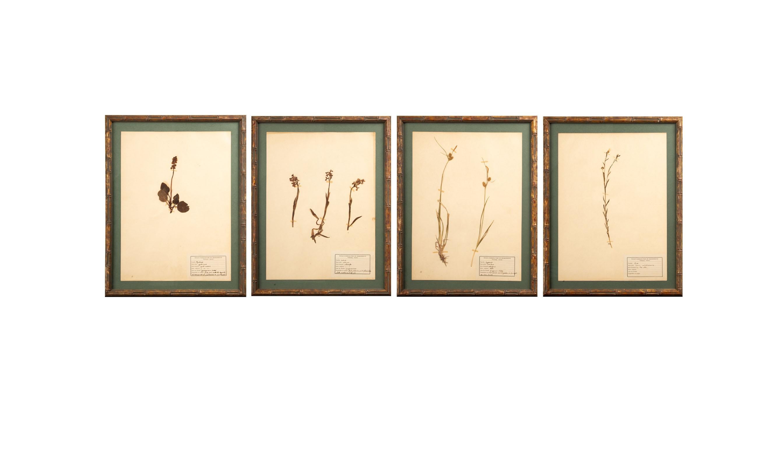 Gilt Framed Herbier Botanical Specimens from the early 20th Century For Sale 1