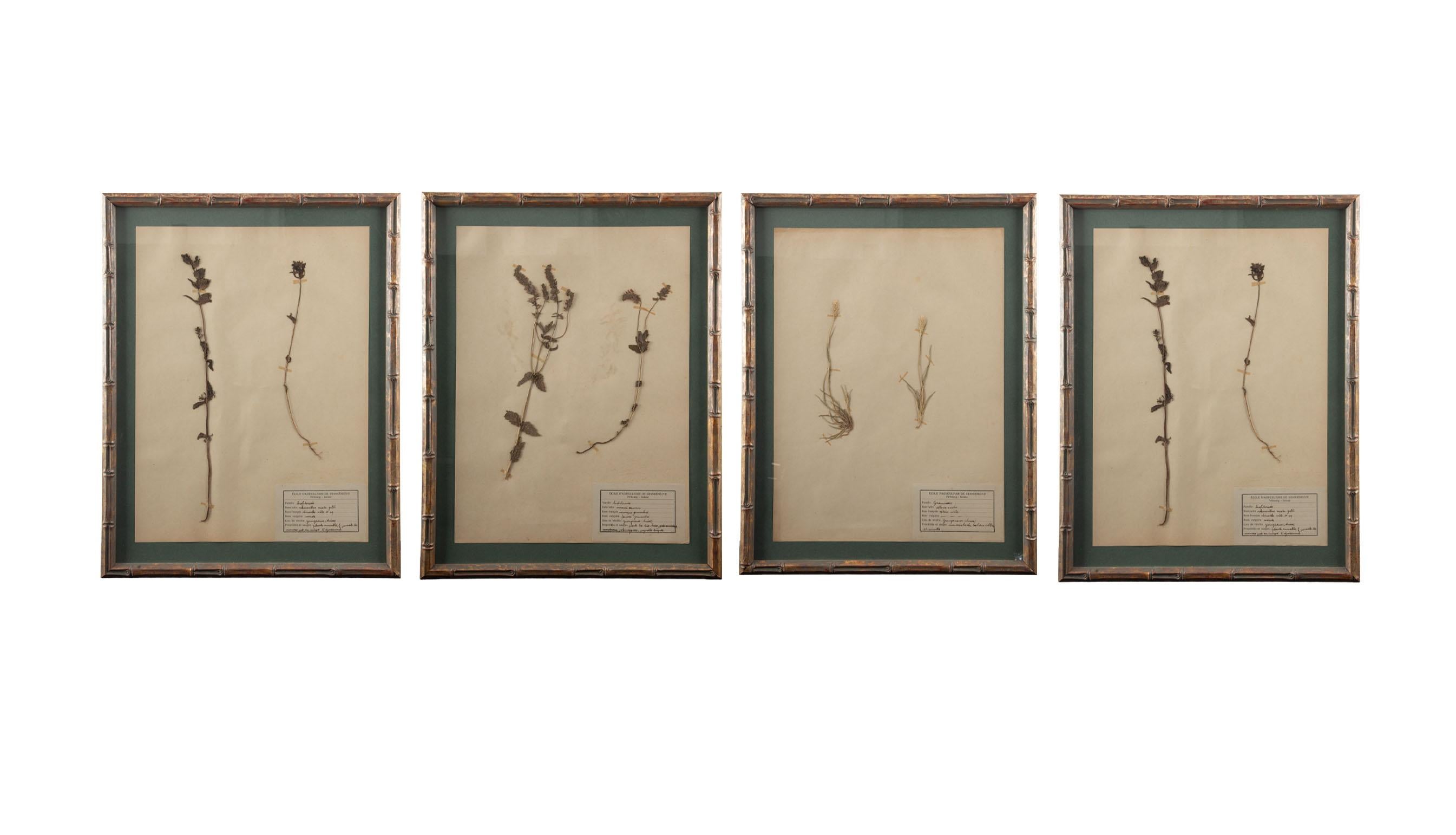 Gilt Framed Herbier Botanical Specimens from the early 20th Century (Holz) im Angebot